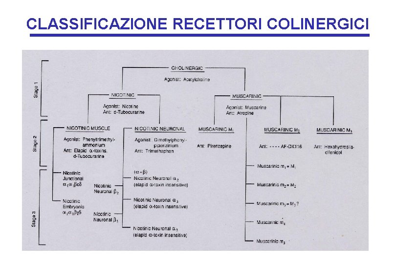 CLASSIFICAZIONE RECETTORI COLINERGICI CLASSIFICAZIONE RECETTORI COLINERGICI