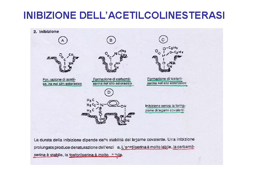 INIBIZIONE DELL’ACETILCOLINESTERASI INIBIZIONE DELL’ACETILCOLINESTERASI