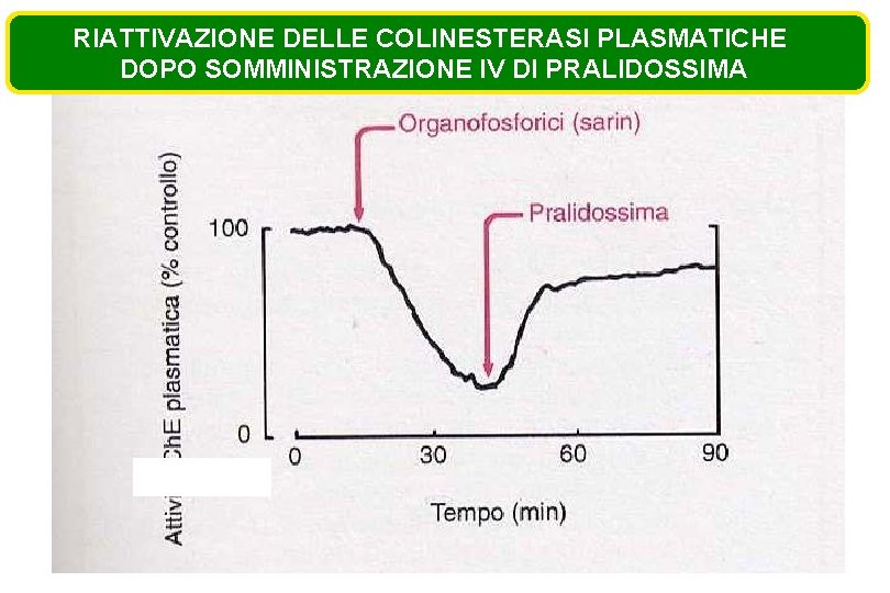 RIATTIVAZIONE DELLE COLINESTERASI PLASMATICHE DOPO SOMMINISTRAZIONE IV DI PRALIDOSSIMA RIATTIVAZIONE DELLE COLINESTERASI PLASMATICHE DOPO SOMMINISTRAZIONE IV DI PRALIDOSSIMA