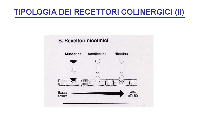 TIPOLOGIA DEI RECETTORI COLINERGICI (II) 