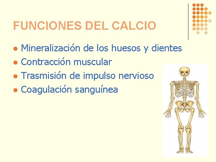 FUNCIONES DEL CALCIO l l Mineralización de los huesos y dientes Contracción muscular Trasmisión