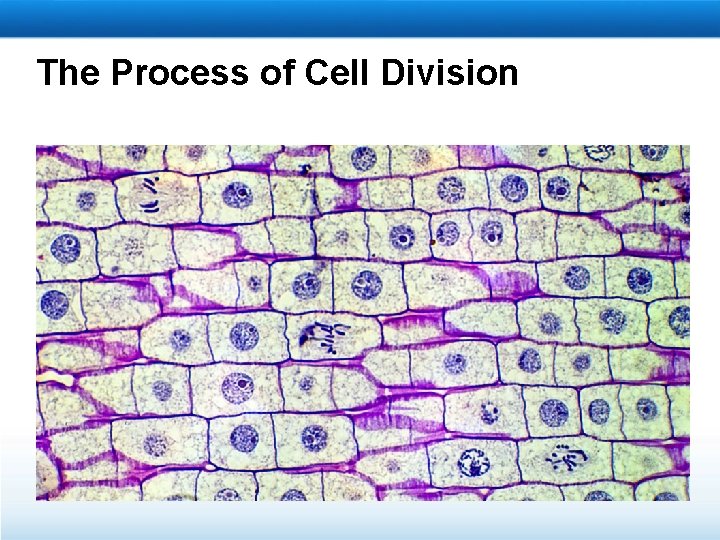 The Process of Cell Division 