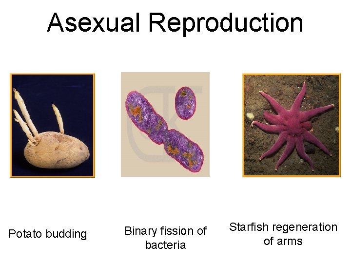Asexual Reproduction Potato budding Binary fission of bacteria Starfish regeneration of arms 