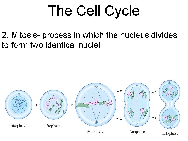 The Cell Cycle 2. Mitosis- process in which the nucleus divides to form two