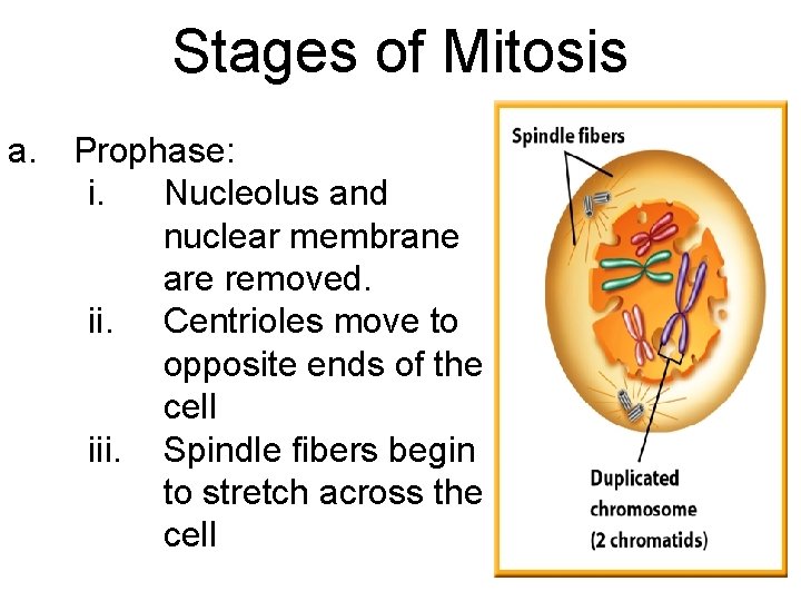 Stages of Mitosis a. Prophase: i. Nucleolus and nuclear membrane are removed. ii. Centrioles