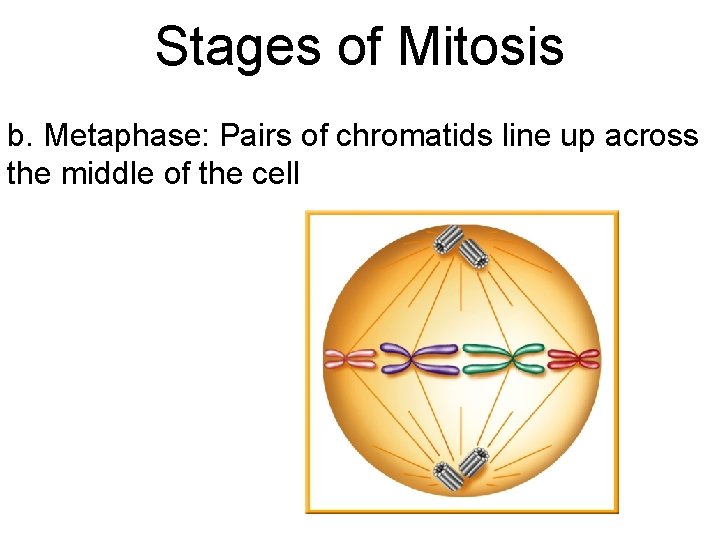 Stages of Mitosis b. Metaphase: Pairs of chromatids line up across the middle of