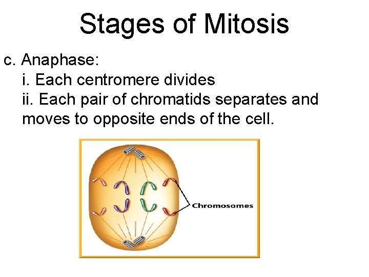 Stages of Mitosis c. Anaphase: i. Each centromere divides ii. Each pair of chromatids
