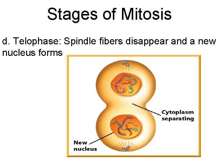 Stages of Mitosis d. Telophase: Spindle fibers disappear and a new nucleus forms 
