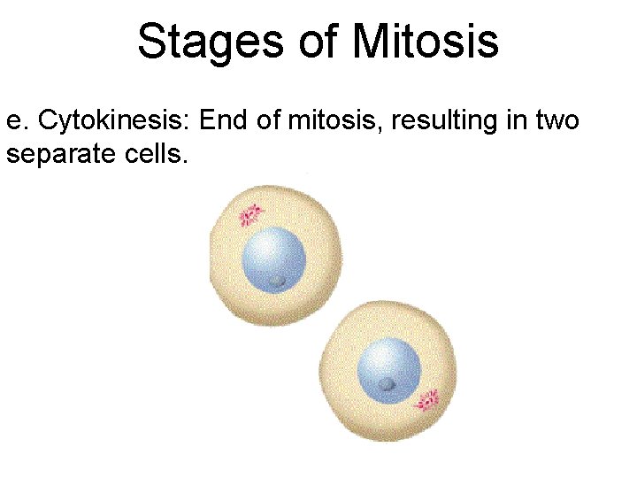 Stages of Mitosis e. Cytokinesis: End of mitosis, resulting in two separate cells. 