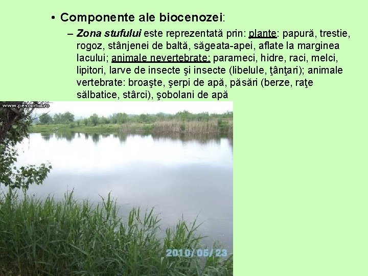  • Componente ale biocenozei: – Zona stufului este reprezentată prin: plante: papură, trestie,