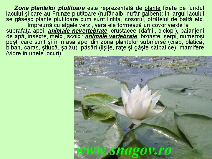 Zona plantelor plutitoare este reprezentată de plante fixate pe fundul lacului şi care au