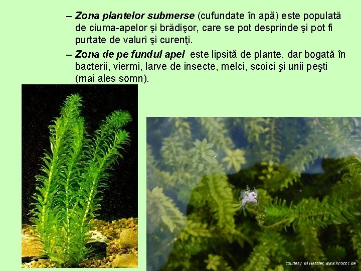 – Zona plantelor submerse (cufundate în apă) este populată de ciuma-apelor şi brădişor, care