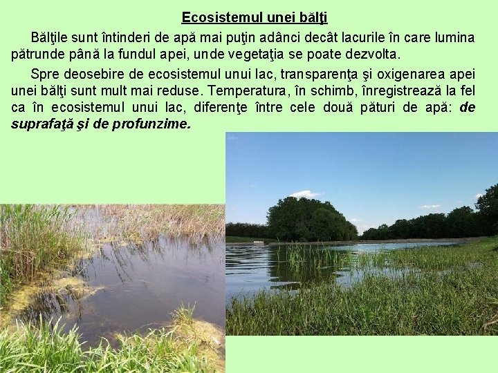 Ecosistemul unei bălţi Bălţile sunt întinderi de apă mai puţin adânci decât lacurile în