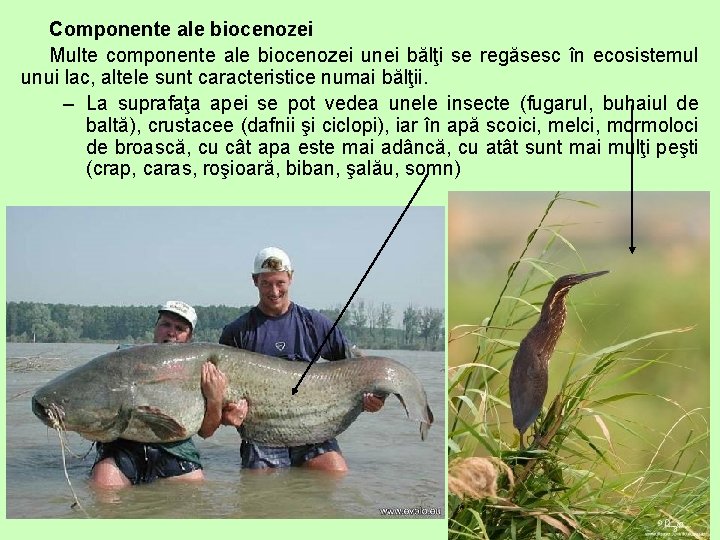 Componente ale biocenozei Multe componente ale biocenozei unei bălţi se regăsesc în ecosistemul unui