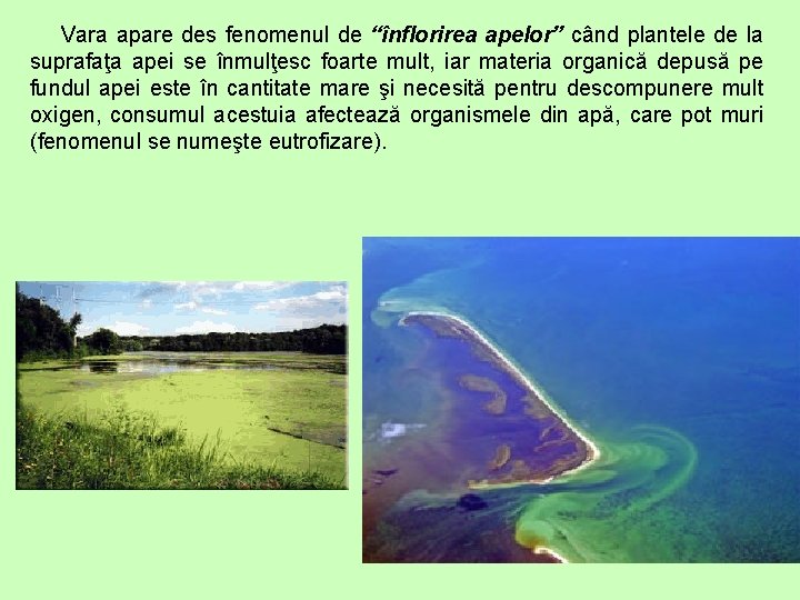 Vara apare des fenomenul de “înflorirea apelor” când plantele de la suprafaţa apei se