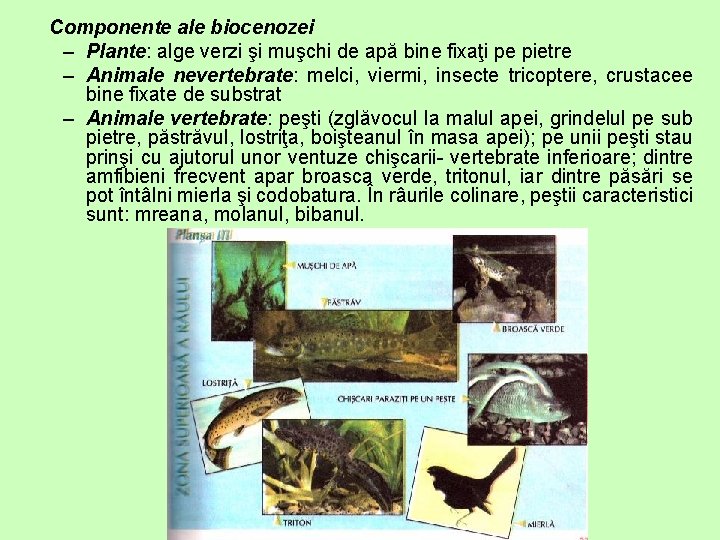Componente ale biocenozei – Plante: alge verzi şi muşchi de apă bine fixaţi pe