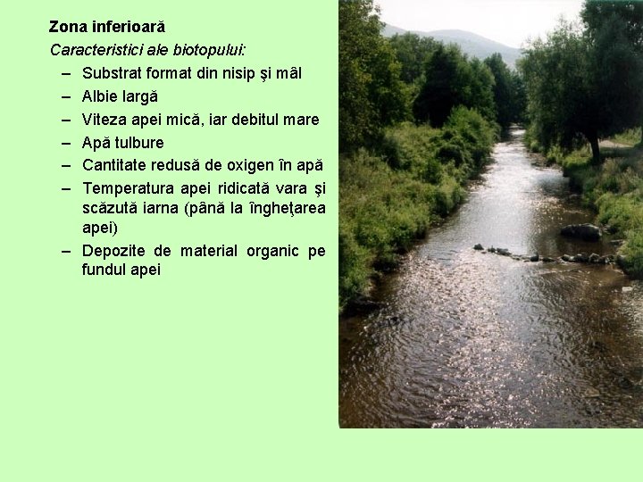 Zona inferioară Caracteristici ale biotopului: – Substrat format din nisip şi mâl – Albie