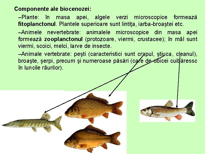 Componente ale biocenozei: –Plante: în masa apei, algele verzi microscopice formează fitoplanctonul. Plantele superioare