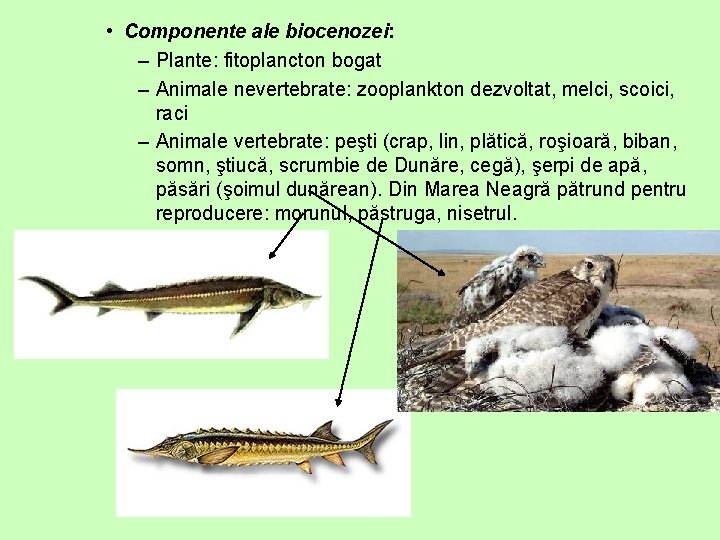  • Componente ale biocenozei: – Plante: fitoplancton bogat – Animale nevertebrate: zooplankton dezvoltat,
