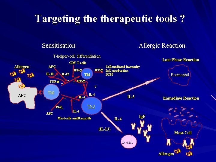 Targeting therapeutic tools ? Sensitisation Allergic Reaction T-helper-cell differentiation Allergen APC IL-10 - IL-12