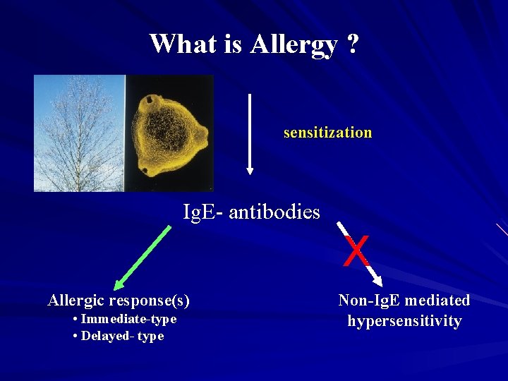 What is Allergy ? sensitization Ig. E- antibodies X Allergic response(s) • Immediate-type •