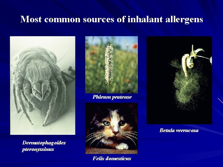 Most common sources of inhalant allergens Phleum pratense Betula verrucosa Dermatophagoides pteronyssinus Felis domesticus