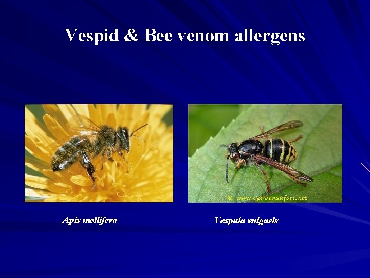 Vespid & Bee venom allergens Apis mellifera Vespula vulgaris 