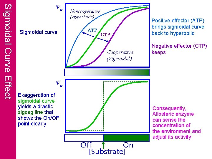 Sigmoidal Curve Effect vo Sigmoidal curve Noncooperative (Hyperbolic) ATP Cooperative (Sigmoidal) Positive effector (ATP)