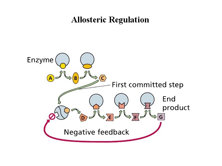 Allosteric Regulation 