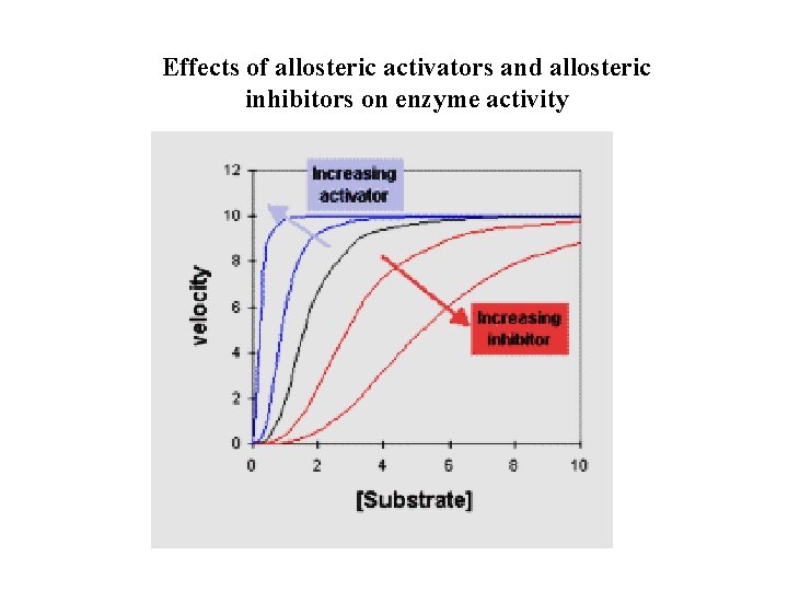 Effects of allosteric activators and allosteric inhibitors on enzyme activity 