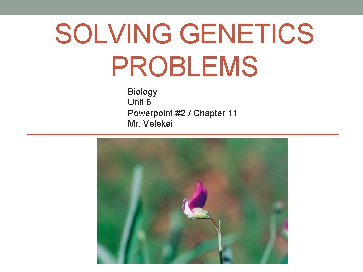 SOLVING GENETICS PROBLEMS Biology Unit 6 Powerpoint #2 / Chapter 11 Mr. Velekei 