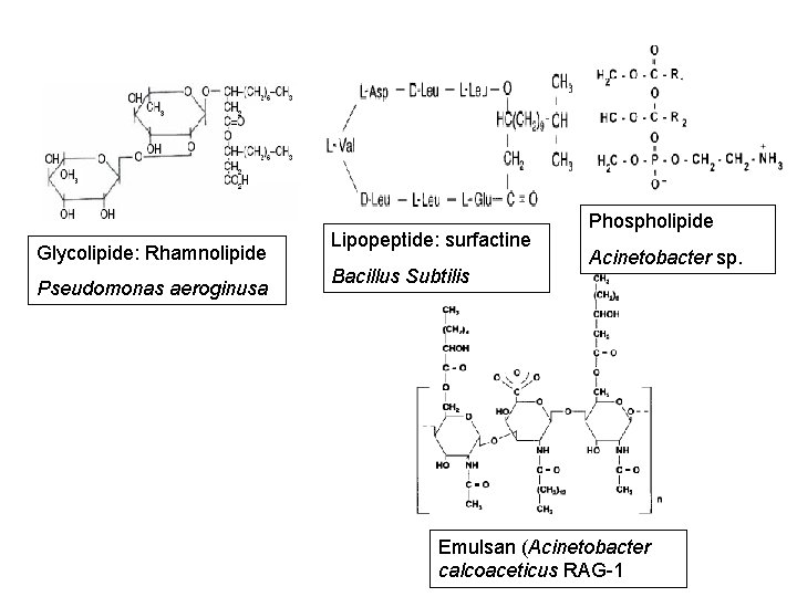 Glycolipide: Rhamnolipide Pseudomonas aeroginusa Lipopeptide: surfactine Bacillus Subtilis Phospholipide Acinetobacter sp. Emulsan (Acinetobacter calcoaceticus