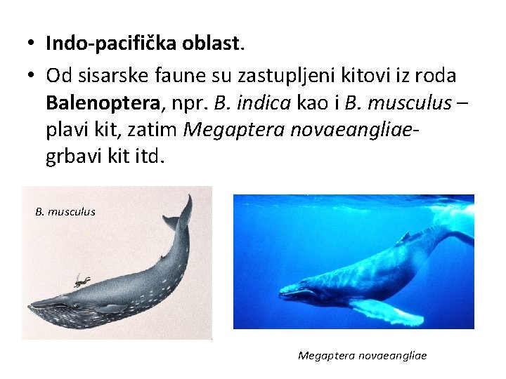  • Indo-pacifička oblast. • Od sisarske faune su zastupljeni kitovi iz roda Balenoptera,