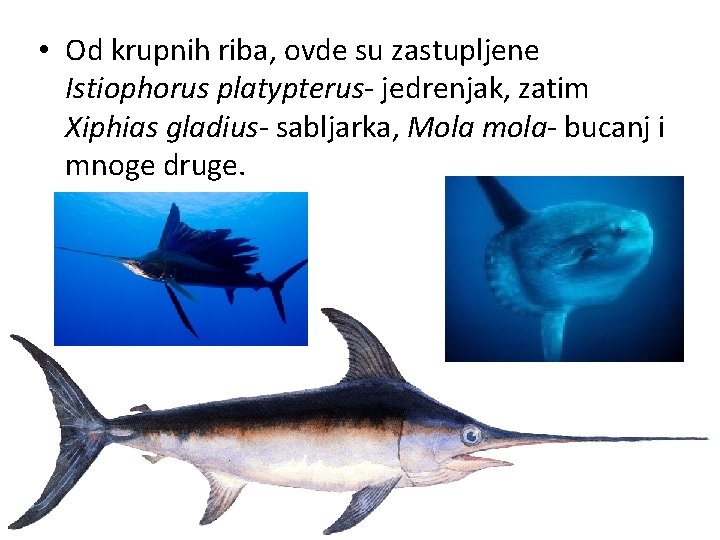  • Od krupnih riba, ovde su zastupljene Istiophorus platypterus- jedrenjak, zatim Xiphias gladius-