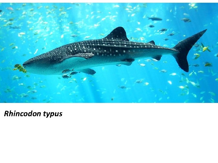 Rhincodon typus 