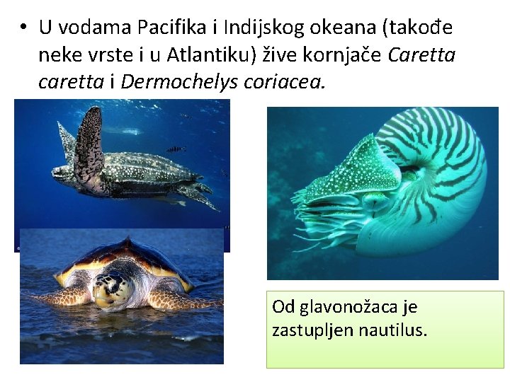 • U vodama Pacifika i Indijskog okeana (takođe neke vrste i u Atlantiku) • U vodama Pacifika i Indijskog okeana (takođe neke vrste i u Atlantiku)