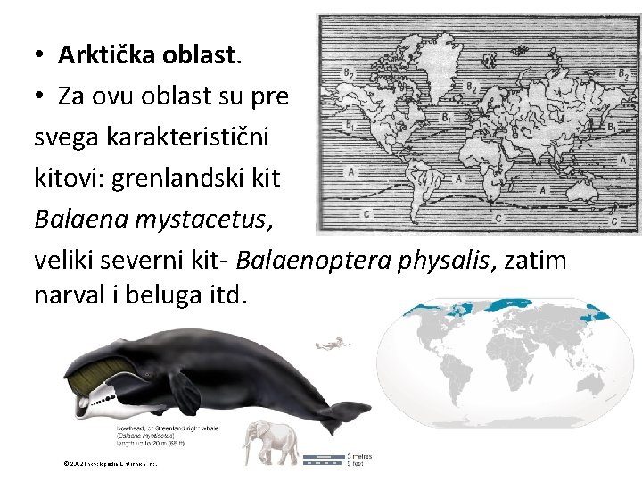  • Arktička oblast. • Za ovu oblast su pre svega karakteristični kitovi: grenlandski
