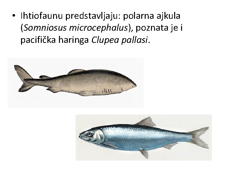  • Ihtiofaunu predstavljaju: polarna ajkula (Somniosus microcephalus), poznata je i pacifička haringa Clupea