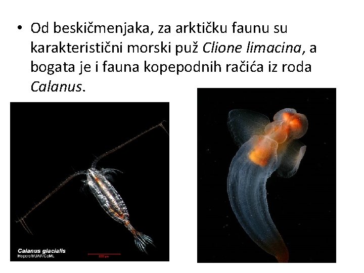  • Od beskičmenjaka, za arktičku faunu su karakteristični morski puž Clione limacina, a