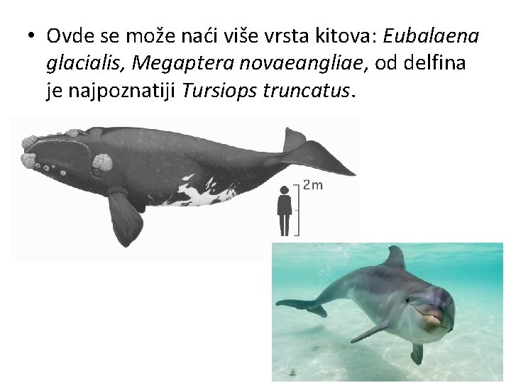  • Ovde se može naći više vrsta kitova: Eubalaena glacialis, Megaptera novaeangliae, od