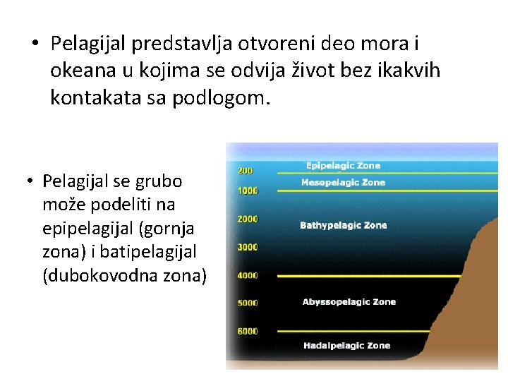  • Pelagijal predstavlja otvoreni deo mora i okeana u kojima se odvija život