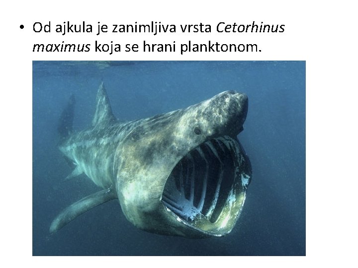  • Od ajkula je zanimljiva vrsta Cetorhinus maximus koja se hrani planktonom. 