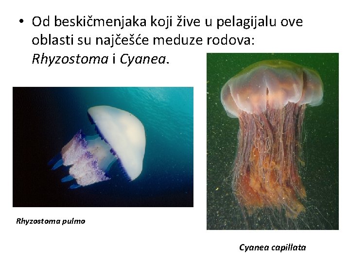  • Od beskičmenjaka koji žive u pelagijalu ove oblasti su najčešće meduze rodova: