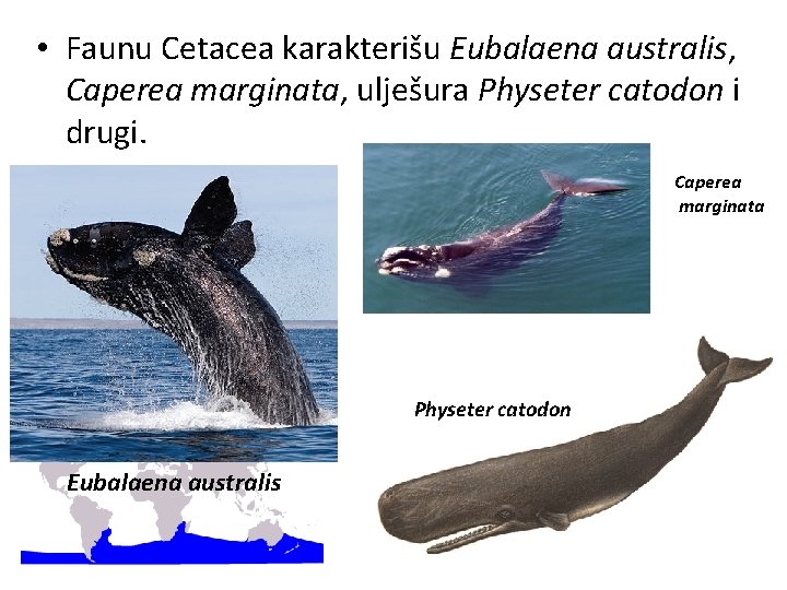  • Faunu Cetacea karakterišu Eubalaena australis, Caperea marginata, ulješura Physeter catodon i drugi.