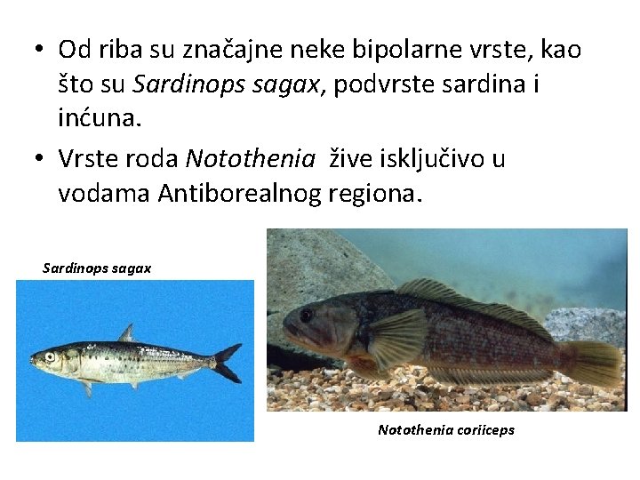 • Od riba su značajne neke bipolarne vrste, kao što su Sardinops sagax, • Od riba su značajne neke bipolarne vrste, kao što su Sardinops sagax,