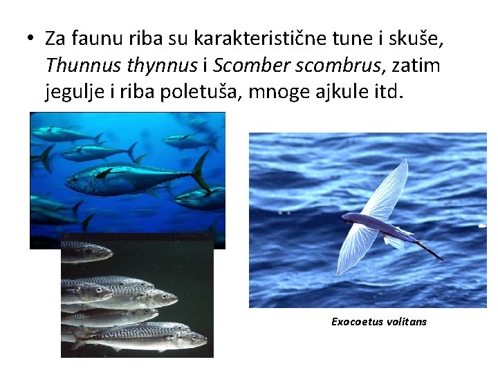  • Za faunu riba su karakteristične tune i skuše, Thunnus thynnus i Scomber