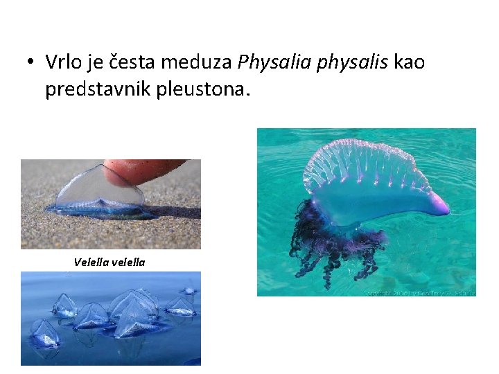  • Vrlo je česta meduza Physalia physalis kao predstavnik pleustona. Velella velella 