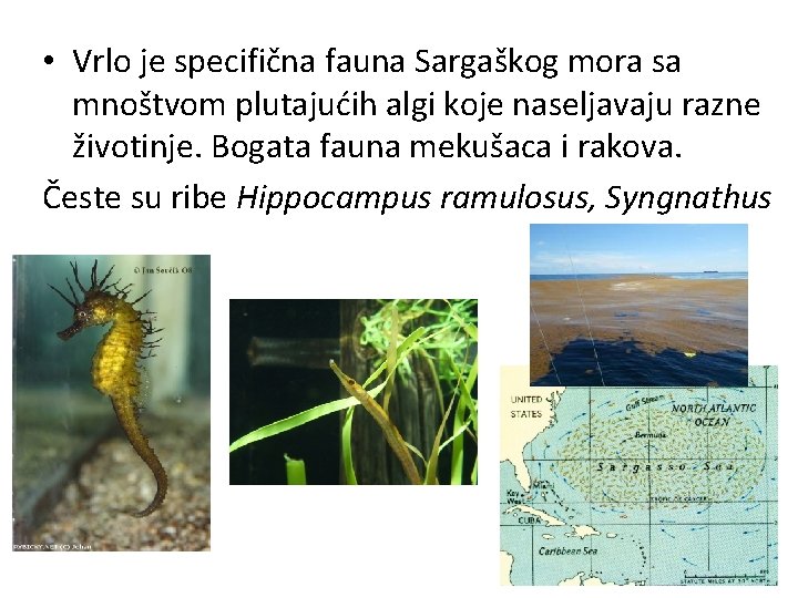 • Vrlo je specifična fauna Sargaškog mora sa mnoštvom plutajućih algi koje naseljavaju • Vrlo je specifična fauna Sargaškog mora sa mnoštvom plutajućih algi koje naseljavaju