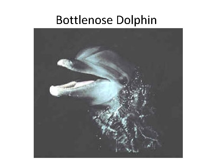 Bottlenose Dolphin 