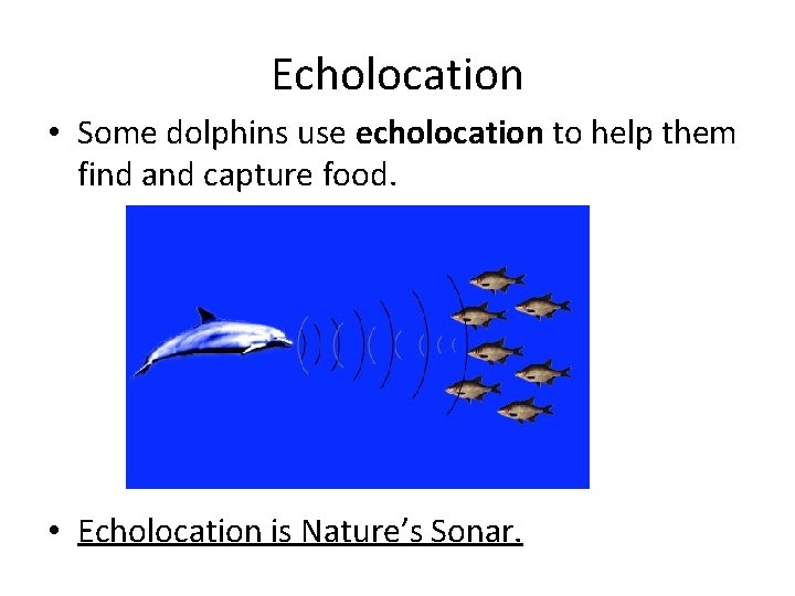 Echolocation • Some dolphins use echolocation to help them find and capture food. •